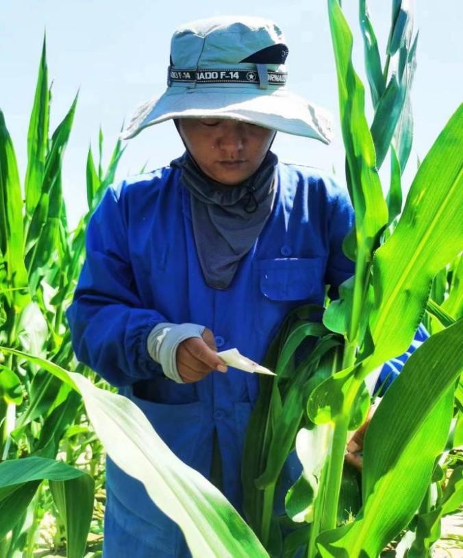 優(yōu)秀敦煌種業(yè)人系列|敦煌種業(yè)新品種測(cè)試一線(xiàn)的追夢(mèng)人